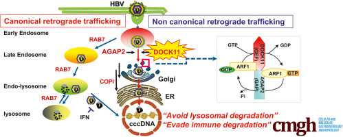 【原著論文】当科の李影奕博士研究員の論文がCellular and Molecular Gastroenterology and Hepatologyオンライン版に掲載されました