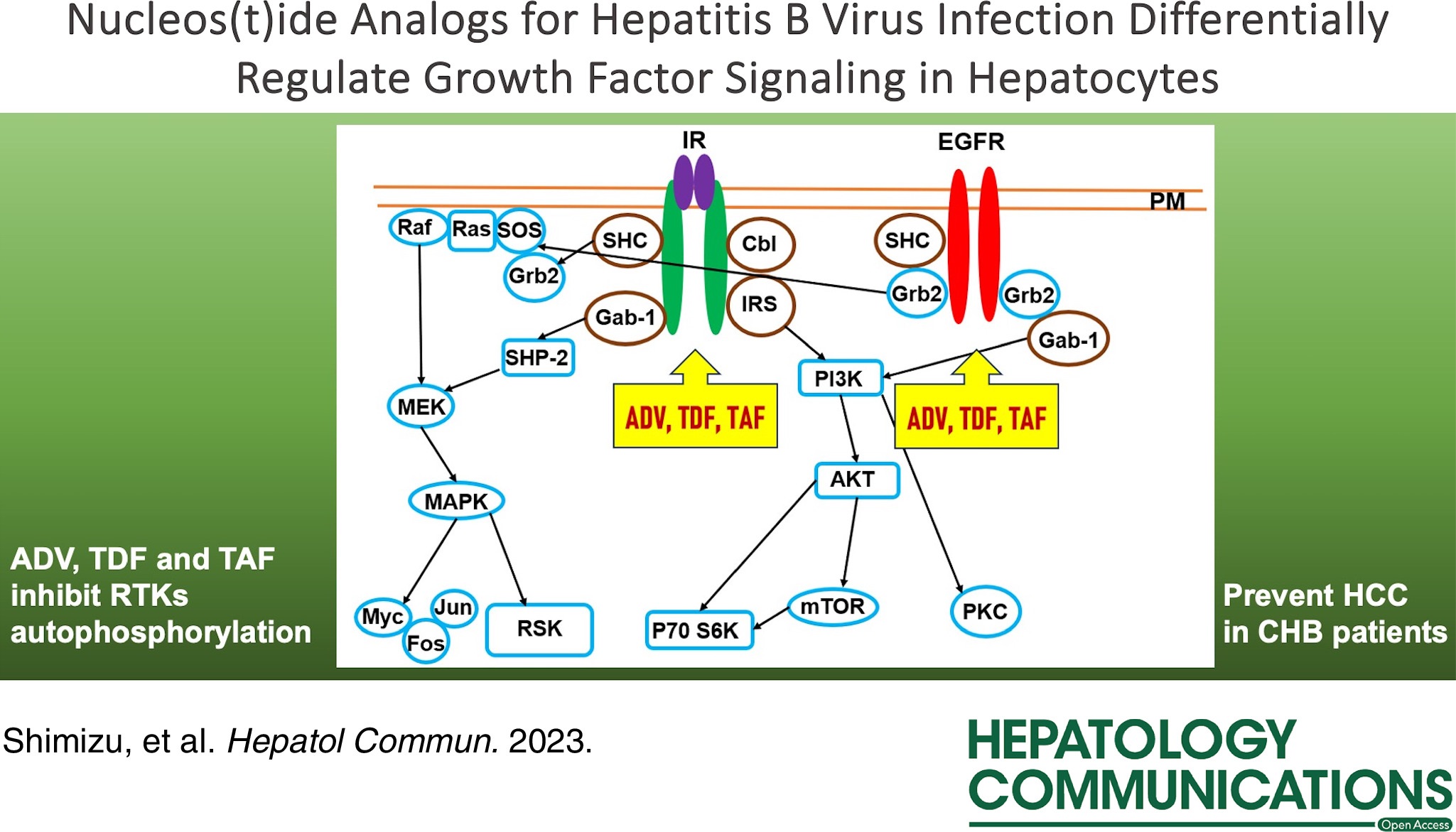 【原著論文】当科との共同研究による研究論文がHepatology Communicationsに掲載されました